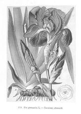 Варлих В.К. Русские лекартсвенные растения. Атлас и ботаническое издание, с указаниями на врачебное применение, действие, собирание и культуру этих растений. - СПб., 1901.