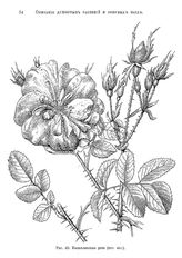 Базаров А., Монтеверде Н. Душистые растения и эфирные масла. Ч. I. Общие сведения о душистых растениях и эфирных маслах. - , .