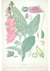 Комаров В.Л. Сбор, сушка и разведение лекарственных растений в России. - Петроград, 1917.