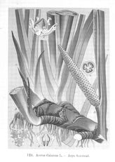 Варлих В.К. Русские лекартсвенные растения. Атлас и ботаническое издание, с указаниями на врачебное применение, действие, собирание и культуру этих растений. - СПб., 1901.