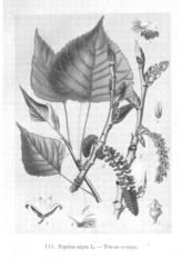 Лекарственные растения Крыма