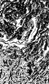 Вебер В.Н. Трилобиты донецкого бассейна. выпуск 255. - , .